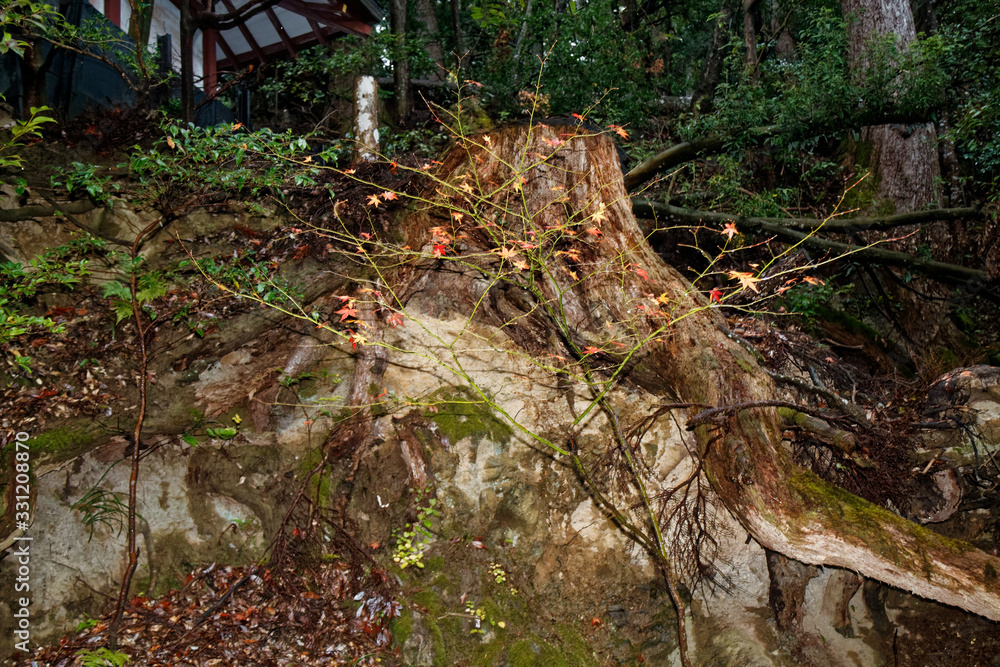 Old Tree roots in park Sybmol of source Old Tree roots in park Sybmol of source