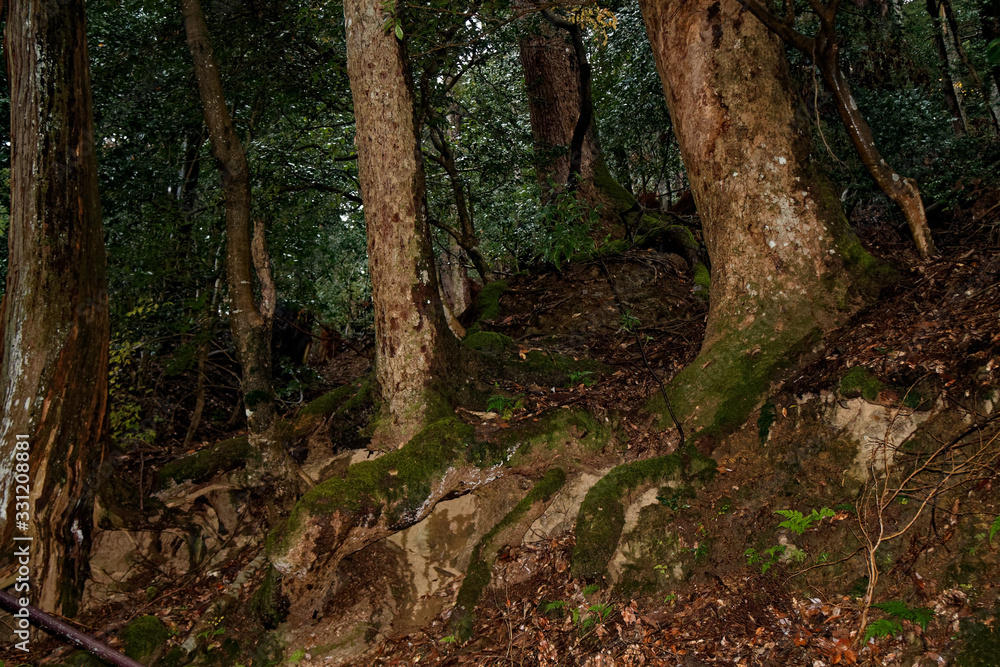 Old Tree roots in park Sybmol of source Old Tree roots in park Sybmol of source