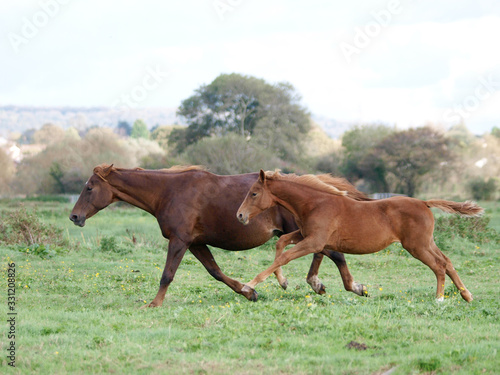 Running Herd of Horses