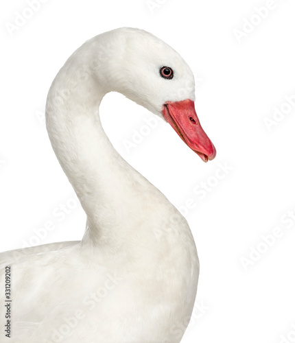 Close-up of a white waterfowl, isolated on white