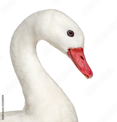 Close-up of a white waterfowl, isolated on white
