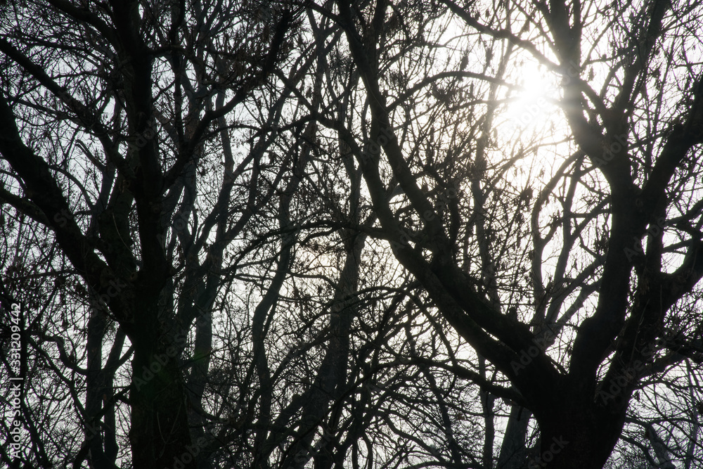 Sun breaks through the branches of the trees. Beautiful morning scene, sun rays break through the branches of trees. Sun breaks through the branches of the trees. Beautiful morning scene, sun rays break through the branches of trees.