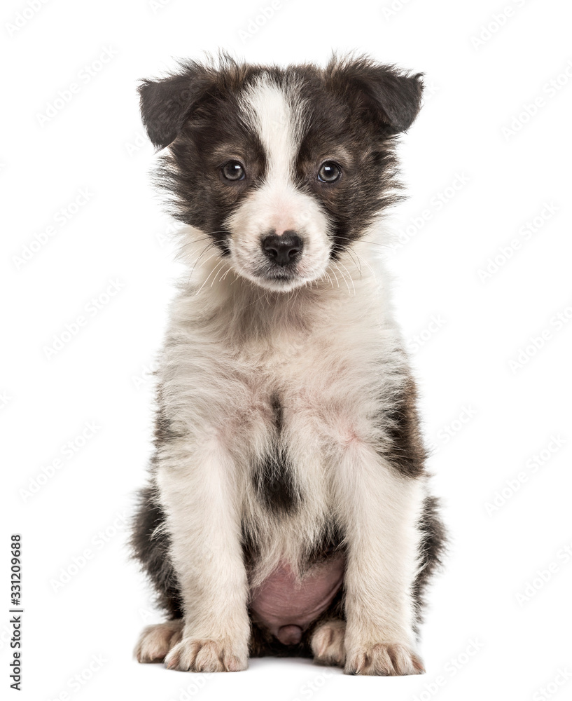 Border Collie puppy sitting, isolated on white