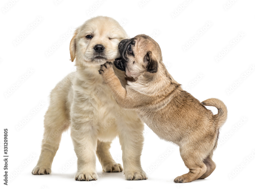 Retriever and pug puppies playing together, isolated on white