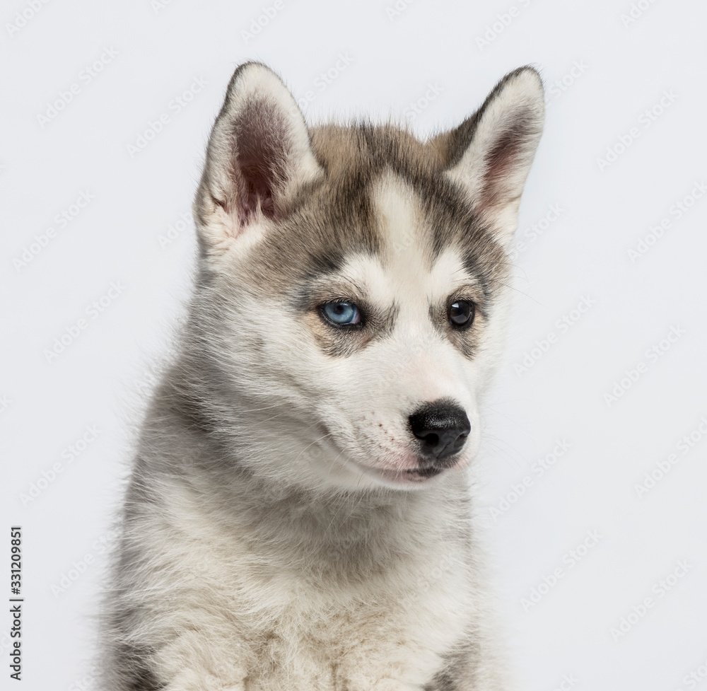 Close-up of a siberian Husky puppy, isolated on white
