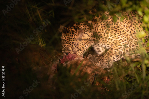Leopard Eating" Billeder – Gennemse 15 stockfotos, vektorer og videoer |  Adobe Stock
