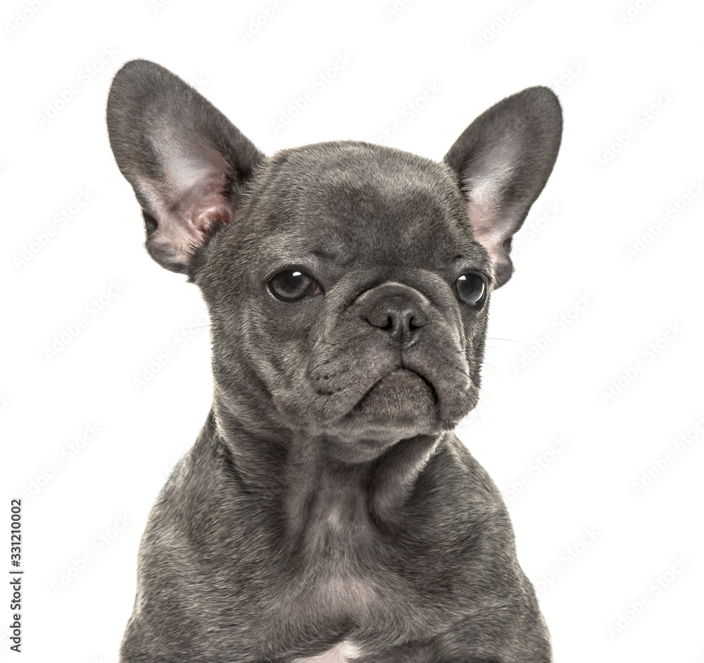 Close-up of a french bulldog, isolated on white