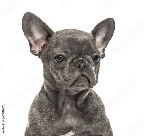 Close-up of a french bulldog, isolated on white © Eric Isselée