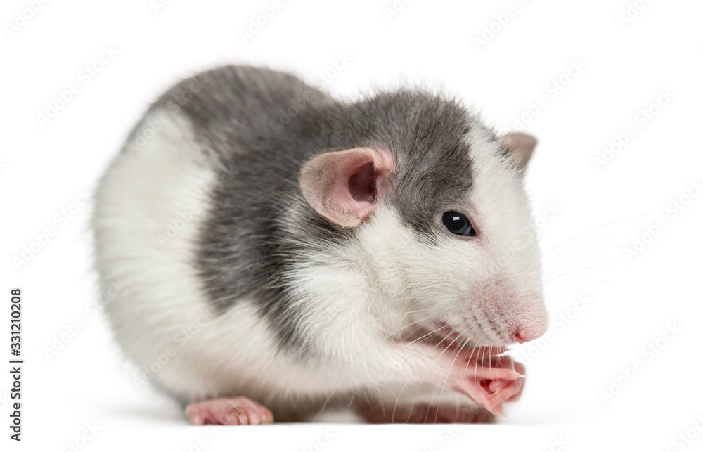 Rat washing itself, isolated on white