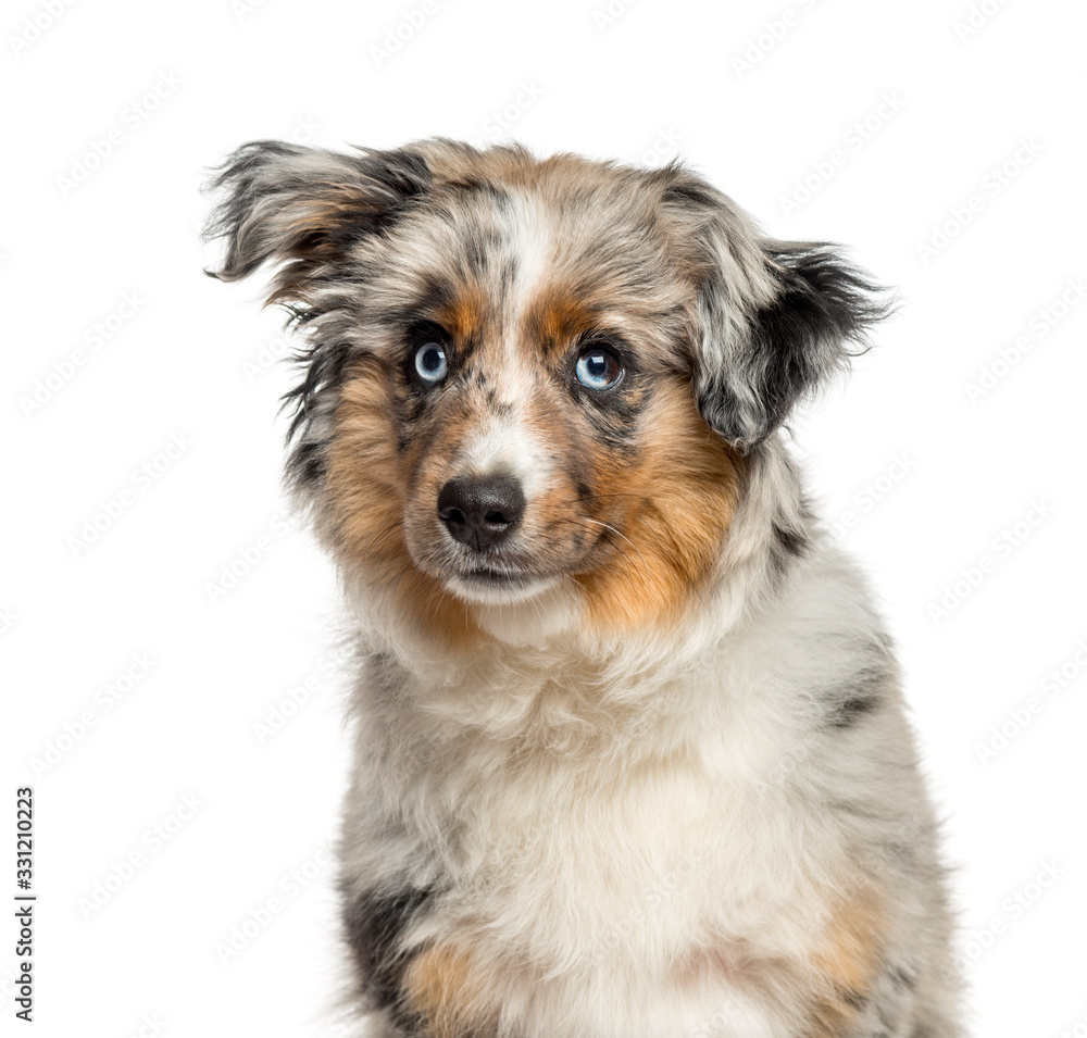 Close-up of a cute american shepherd, isolated on white Close-up of a cute american shepherd, isolated on white