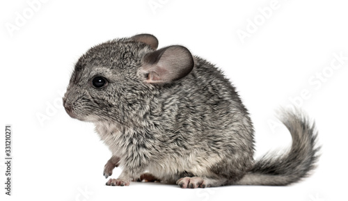 Quadro su tela Grey chinchilla standing, isolated on white