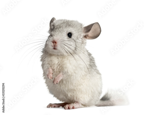 Chinchilla on hind legs, isolated on white