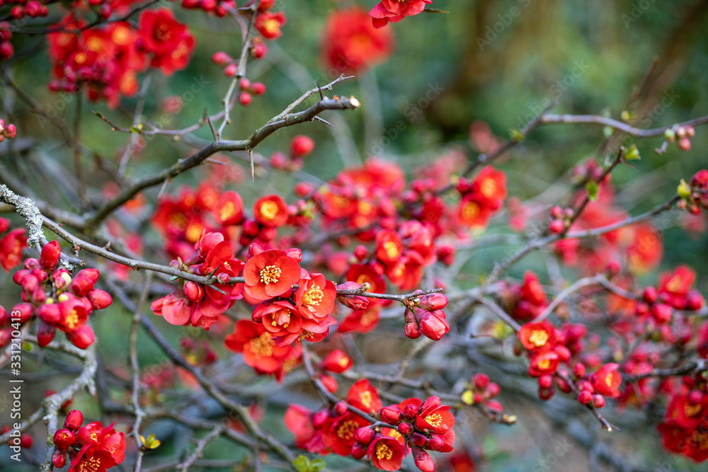 Branches of Chaenomeles in bloom, red flowers of Japanese Quince in the garden. Spring time. Red flowering background.