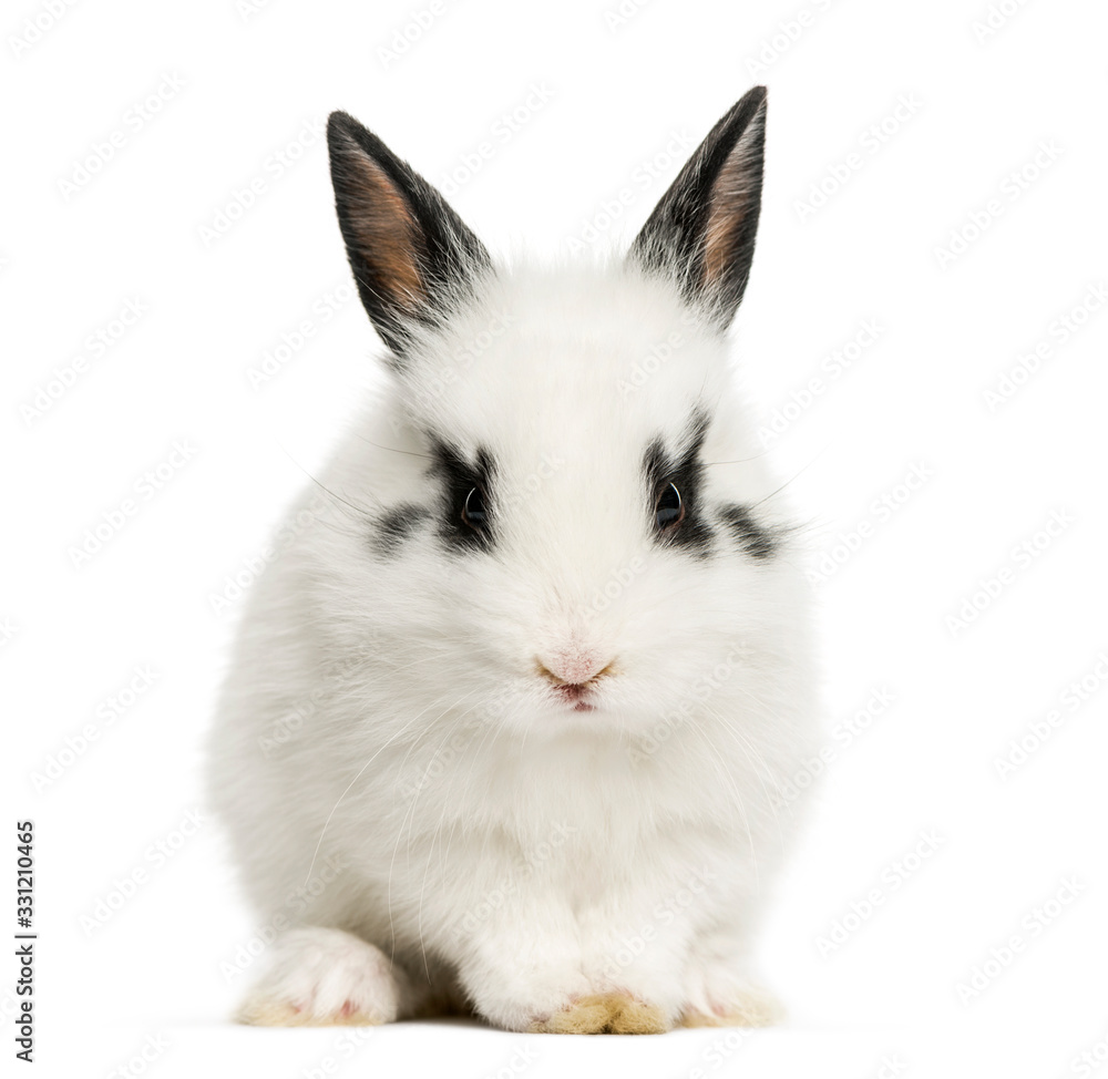 White rabbit sitting, isolated on white White rabbit sitting, isolated on white
