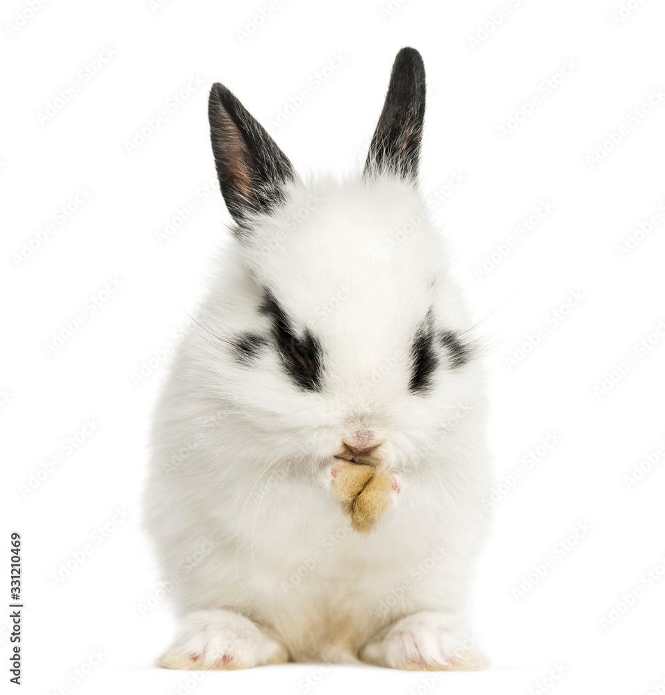 White rabbit sitting and washing, isolated on white White rabbit sitting and washing, isolated on white