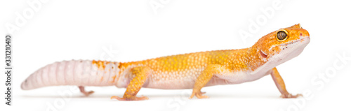 Leopard gecko standing, isolated on white