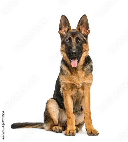 Wallpaper Mural German shepherd sitting and panting, isolated on white