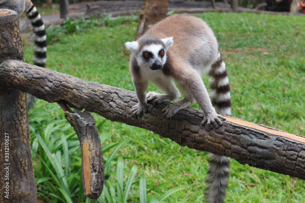 Fototapeta premium Cute, fluffy ring-tailed lemur . Wild animal park