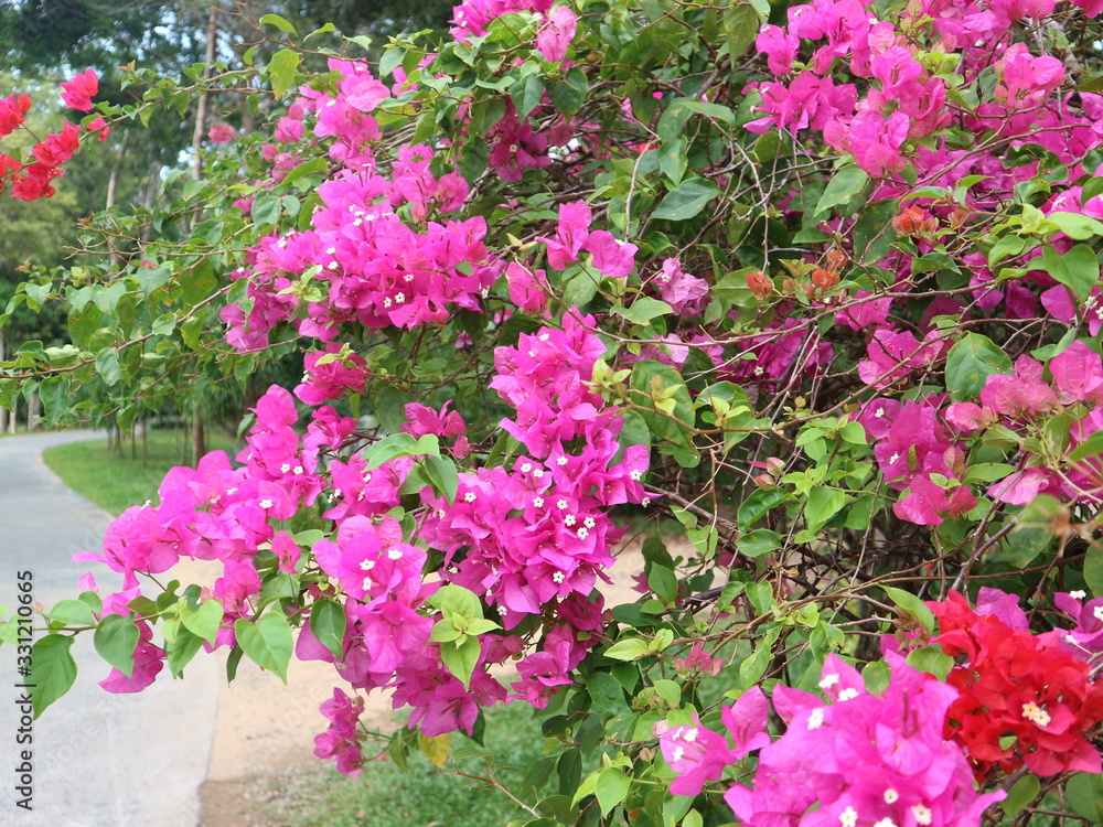 Pink and beautiful  flowers of  Bougainvillea. Purple tropical flowers blooming in garden. Ornamental bushes.