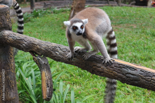 Fototapeta Naklejka Na Ścianę i Meble -  Cute, fluffy ring-tailed lemur . Wild animal park