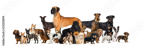 Large group of purebred dogs in studio against white background