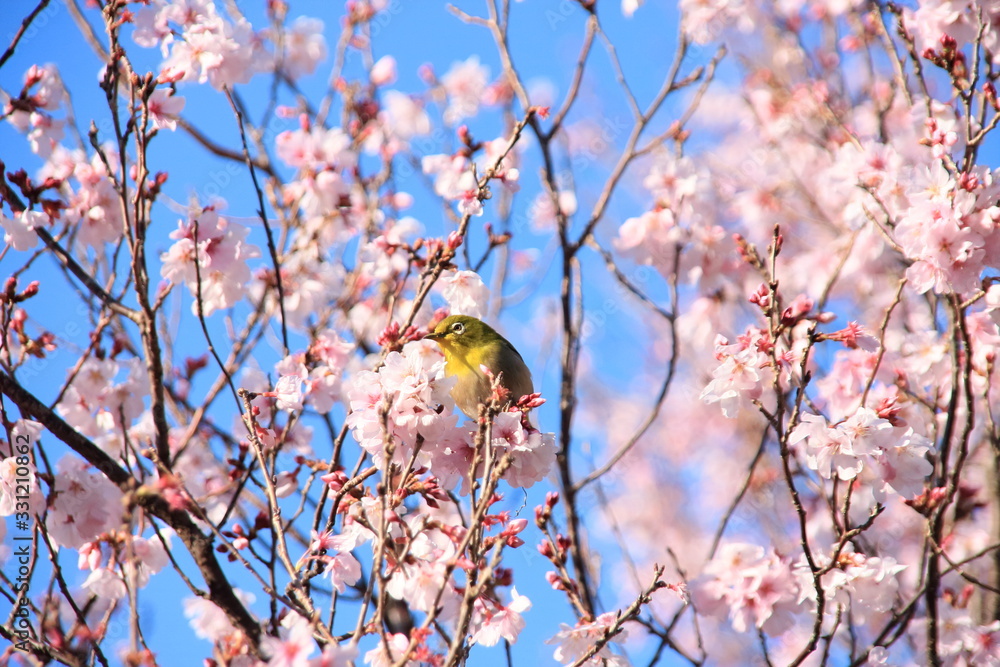 Cherry blossoms in spring and Japanese white-eye Cherry blossoms in spring and Japanese white-eye