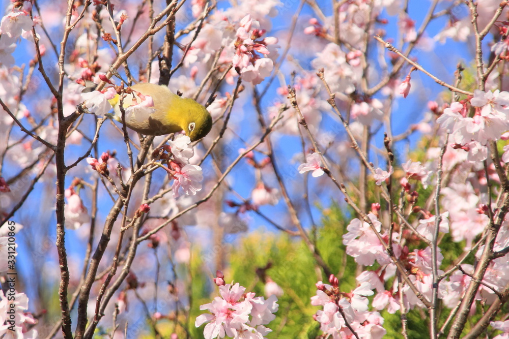 Cherry blossoms in spring and Japanese white-eye Cherry blossoms in spring and Japanese white-eye