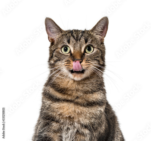 Bilde på lerret Close-up on a striped mixed-breed cat licking lips (2 years old)