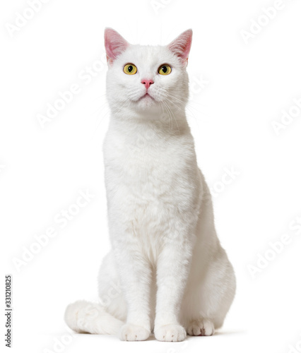 White mixed-breed cat (2 years old), isolated on white