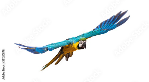 Front view of a blue-and-yellow macaw, Ara ararauna, flying