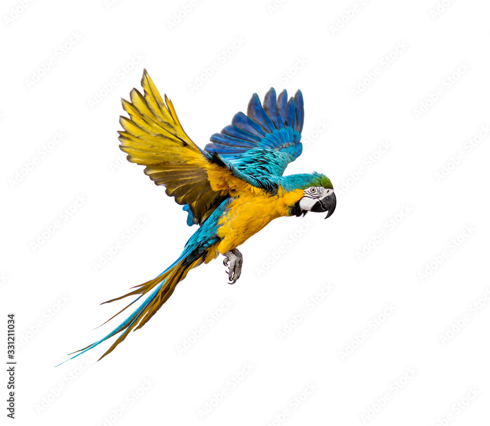 Side view of a blue-and-yellow macaw, Ara ararauna, flying
