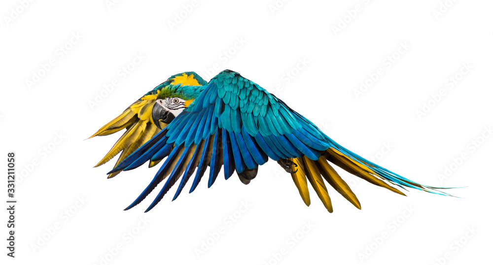 Fototapeta premium Side view of a blue-and-yellow macaw, Ara ararauna, flying