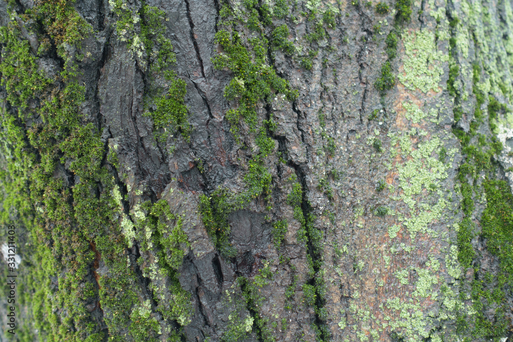 Tree bark covered with green moss and lichen Tree bark covered with green moss and lichen