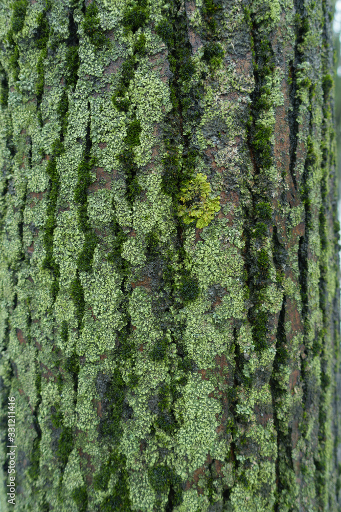 Multicolored lichen and moss covering surface of tree bark Multicolored lichen and moss covering surface of tree bark