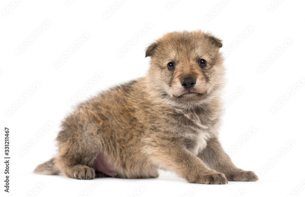 Young Mongolian wolf, or grey wolf, one month old, isolated Young Mongolian wolf, or grey wolf, one month old, isolated