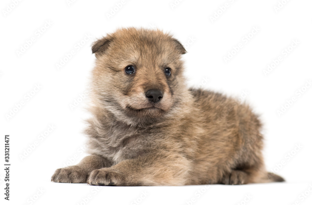 Young Mongolian wolf, or grey wolf, one month old, isolated
