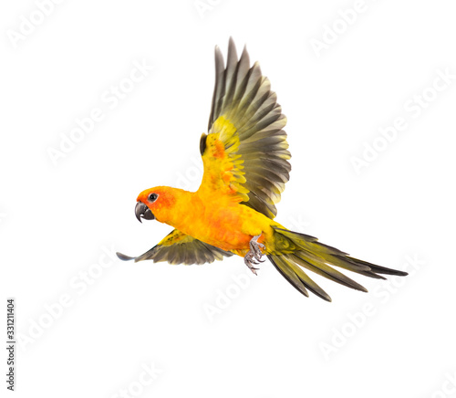 sun parakeet  bird  Aratinga solstitialis  flying  isolated