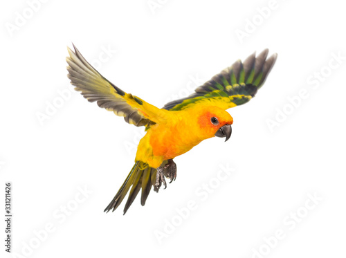 Canvas Print sun parakeet, bird, Aratinga solstitialis, flying, isolated