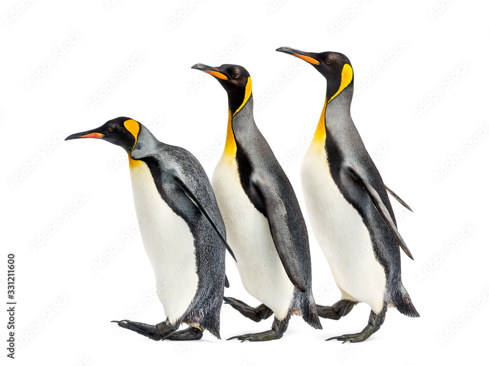 Fototapeta premium group of King penguins walking in a row, isolated