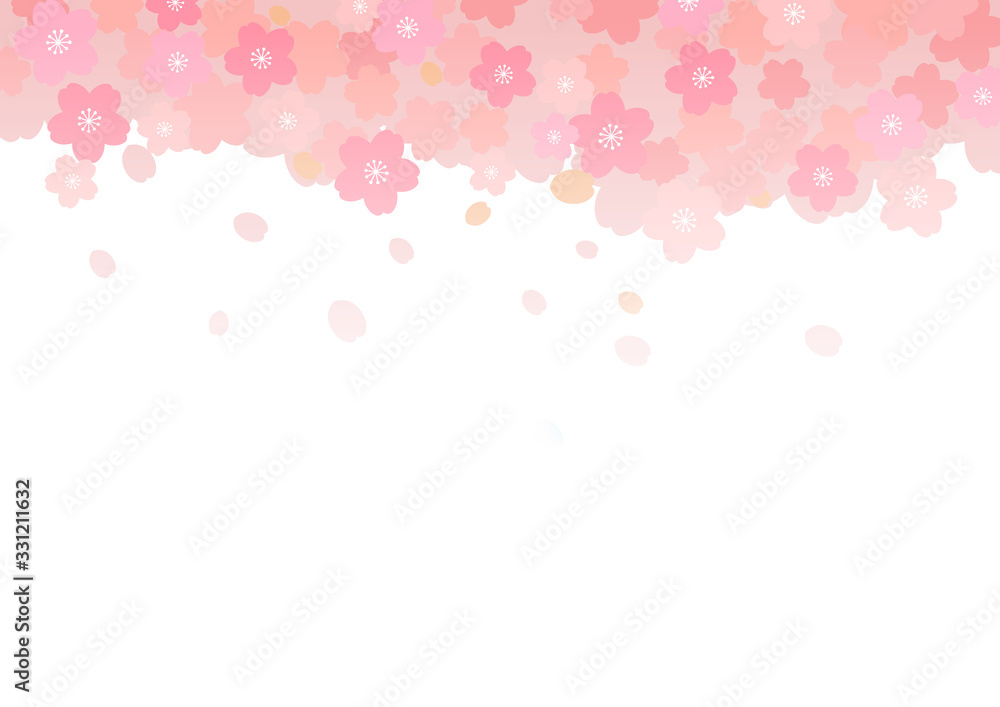 Cherry blossom in full bloom on white background