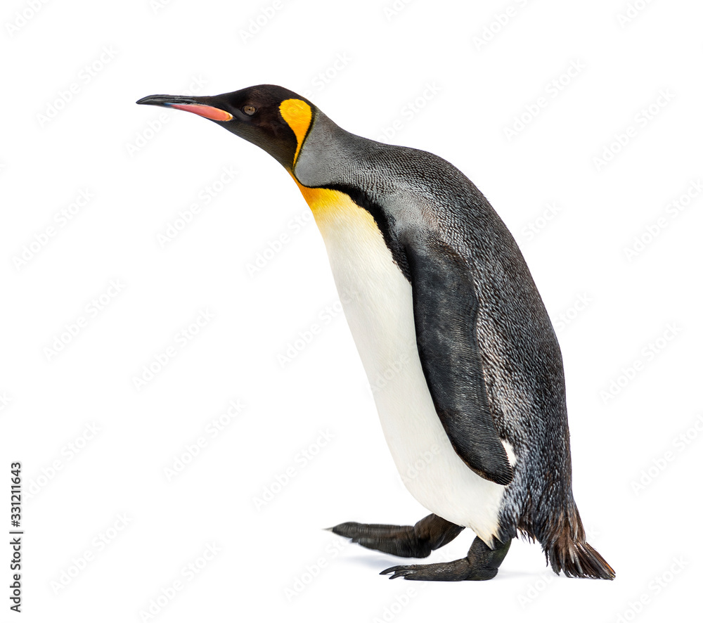 Fototapeta premium Side view of a king penguin walking, isolated on white