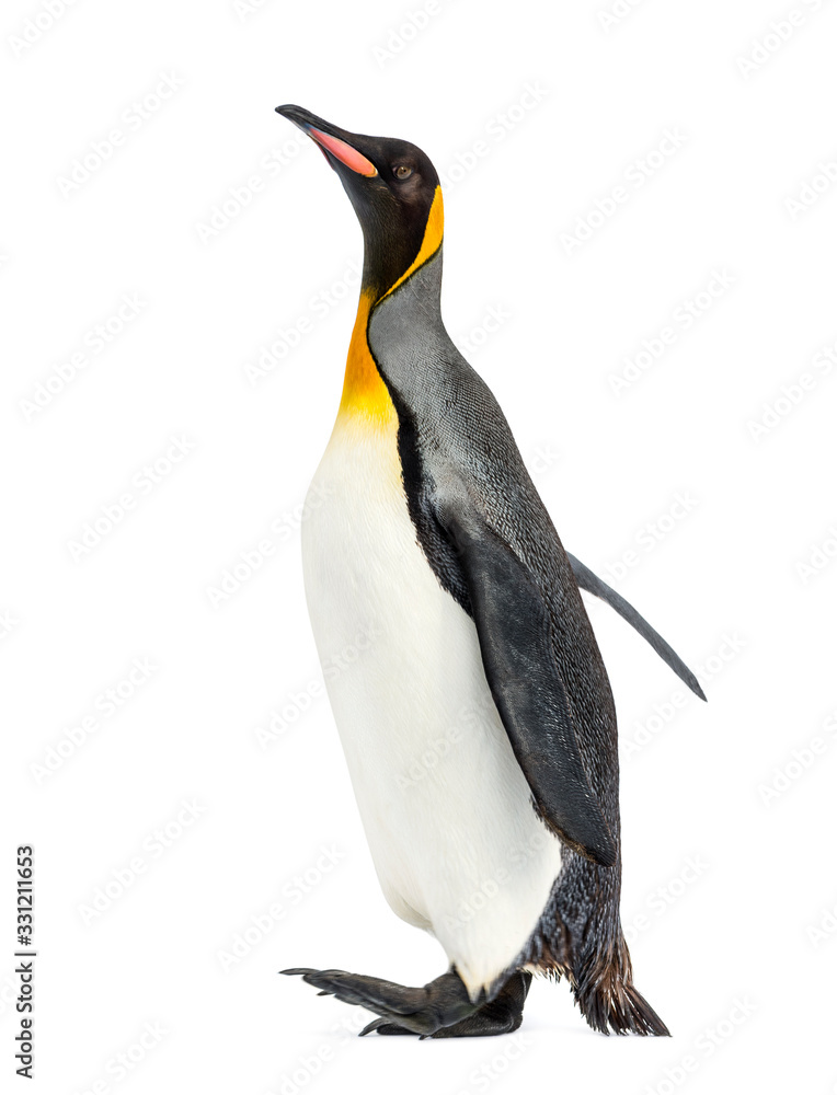 Fototapeta premium Side view of a king penguin walking, isolated on white