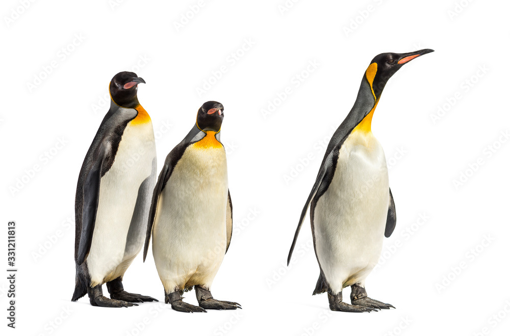 Fototapeta premium King penguins walking in a row, isolated