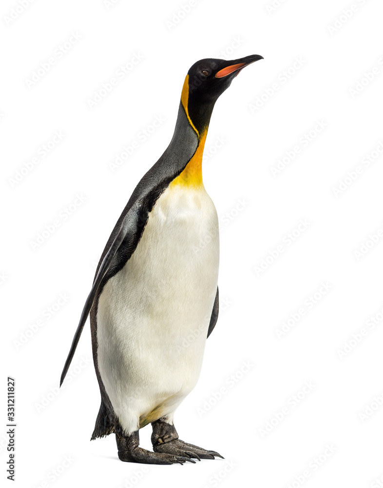 Obraz premium king penguin standing in front of a white background