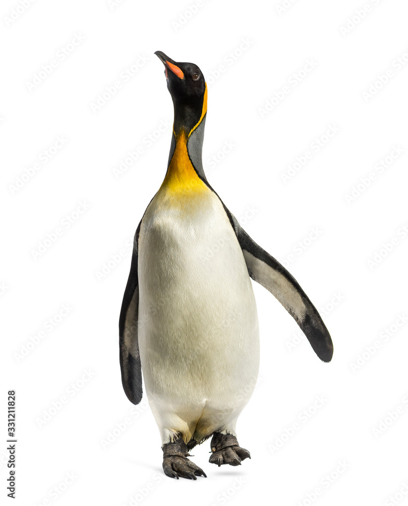 Fototapeta premium Front view of a king penguin walking, isolated on white