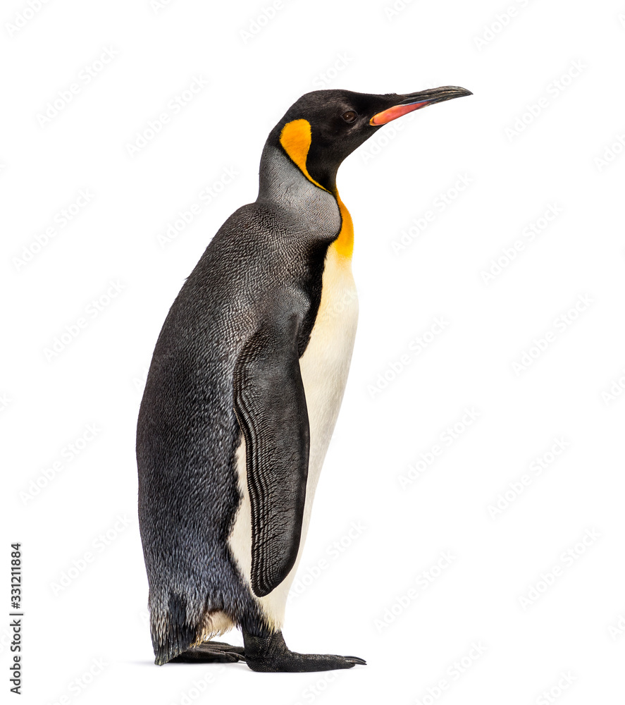 Naklejka premium king penguin standing in front of a white background