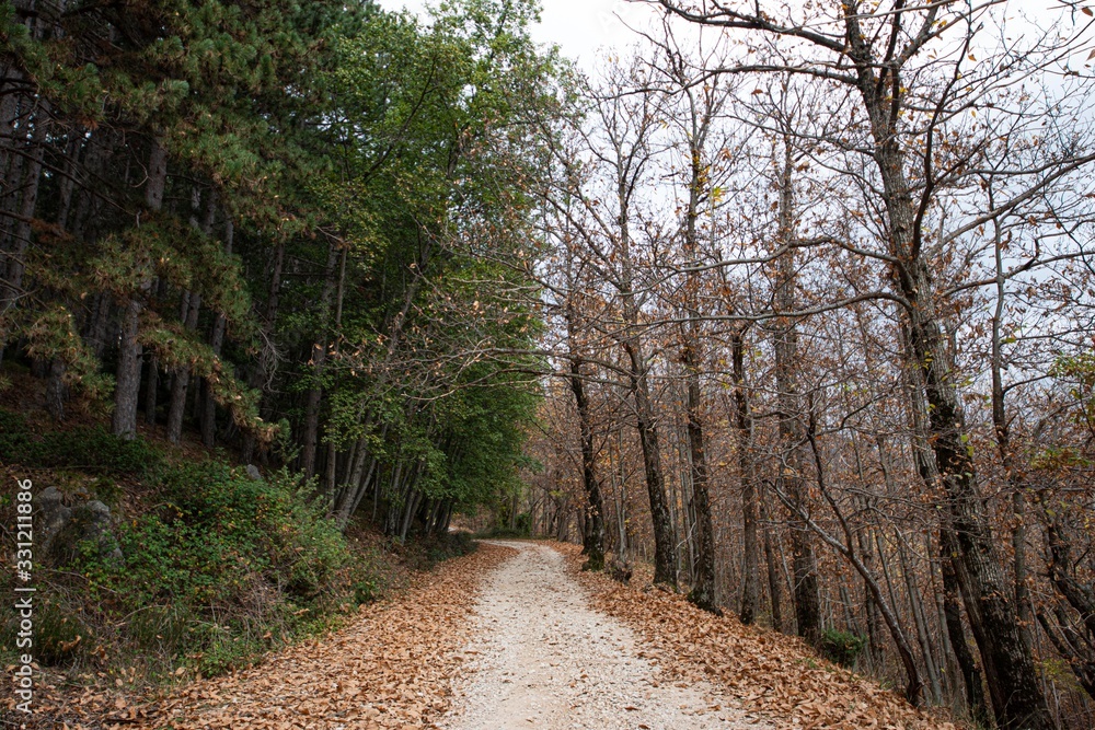 Fototapeta premium Bosco
