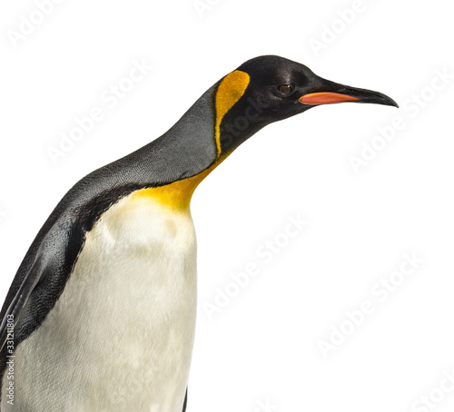Close-up of a head of a king penguin  isolated on white