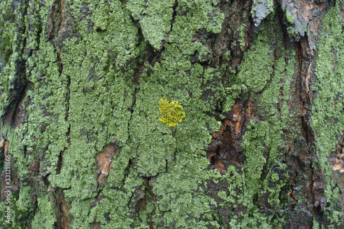 Yellow and green lichen and moss on tree bark photo