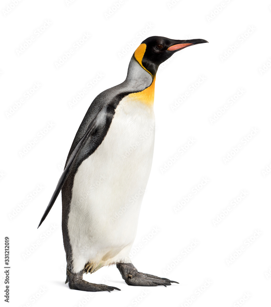 Fototapeta premium Side view of a king penguin walking, isolated on white